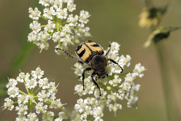 Trichius fasciatus - a species of beetle from the family Positaceae and the subfamily Trichiaceae. Reaches a length of 9-14 mm, Close-up photo
