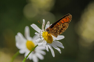 Melitaea athalia - a day butterfly from the Rusalidae family. Wingspan from 34 to 42 mm