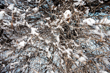 Texture of tree branches with pieces of ice and snow, winter texture