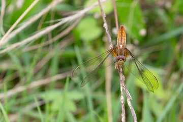 トンボ 警戒のポーズ