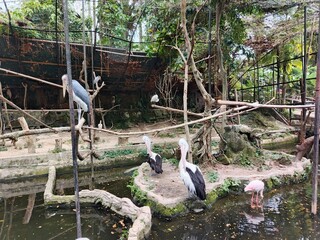 A graceful pelican meticulously preens its feathers in the serene center of the pond. Its large,...