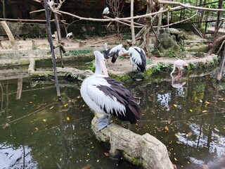 A graceful pelican meticulously preens its feathers in the serene center of the pond. Its large,...