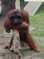 A lively monkey is striking a playful pose on a sturdy tree branch. Its agile body is balanced effortlessly, showcasing its strength and grace. The monkey’s fur, a mix of browns and grays, glistens in