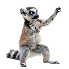 Fototapeta premium Lemurs isolated on a transparent background for web banner