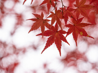 真っ赤なイロハモミジ