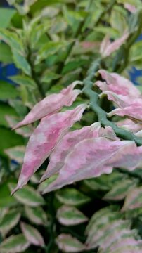 Pedilanthus plant seen up close 