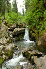 The flow of a fast-moving river cascades into stone bowls from the mountains through a dense summer forest.