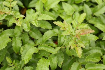 Branches of beautiful mahonia shrub outdoors, closeup
