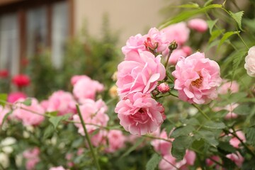Fototapeta premium Beautiful pink roses blooming outdoors on spring day, closeup