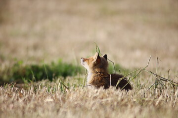 草原で休むキタキツネ