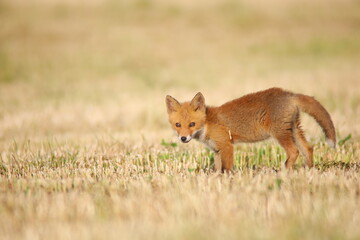 草原を歩くキタキツネ