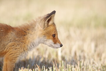 草原を歩くキタキツネ