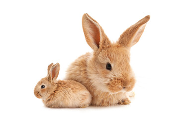 Obraz premium Mother rabbit and baby bunny isolated on white