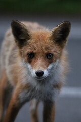 カメラを見るキタキツネ