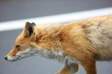 道路を歩くキタキツネ