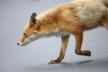 道路を歩くキツネ