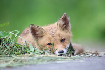 砂利道で眠るキタキツネ