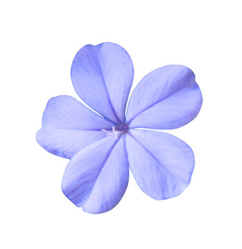 Fototapeta  White plumbago or Cape leadwort flowers. Close up blue-purple small flowers isolated on transparent background.