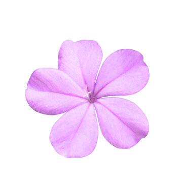 White plumbago or Cape leadwort flowers. Close up pink-purple small flowers isolated on white background.