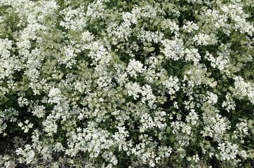 オルレア ホワイトレース