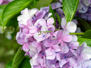 Fototapeta premium アジサイの花に乗るカマキリの幼虫