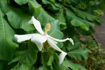 Blüte einer großblättrigen Magnolie, magnolia macrophylla, in einem öffentlichen Park in Köln...