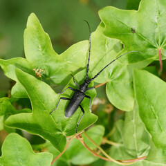 Kleiner Eichenbock, Cerambyx scopolii auf dem Blatt eines Feldahorn, Acer campestre in einem Park im Frühjahr