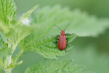 rotköpfiger Feuerkäfer, Pyrochroa serraticornis auf dem Blatt einer Brennessel im Frühling