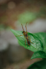 アシナガムシヒキ