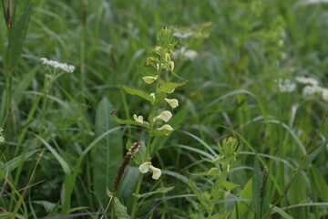 木曽駒ケ岳、千畳敷カールの景色。夏のお花畑。エゾシオガマ。