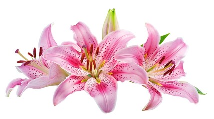 Naklejka premium Pink lily flower bouquet isolated on white background for card and decoration
