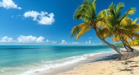 Palm Tree Leaning Over Sandy Beach on a Sunny Day