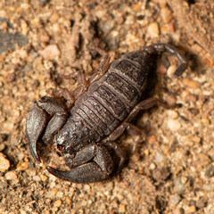 Dwarf Forest Scorpion also called Liocheles australasiae is a small flat scorpion about an inch long including the tail. It feeds on small insects and arachnids.
