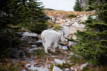 Mountain Goat in the Mountains