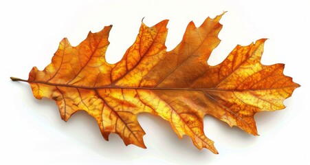 Obraz premium Single Brown Oak Leaf on White Background