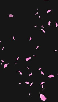 Loop Flying Sakura on Transparent Background. Blossom. Cherry. Alpha Channel