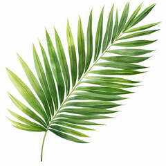 Vibrant Green Palm Leaf Displayed on a Pristine White Background Showcasing the Beauty of Tropical Foliage
