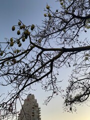 Ceiba pentandra fruit. Ceiba Pentandra fruit and leaves
