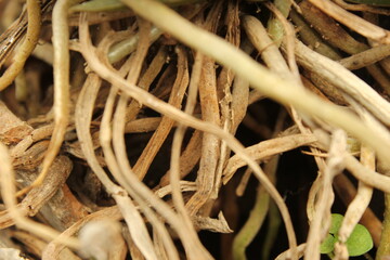 a bunch of roots that are on a plant close up