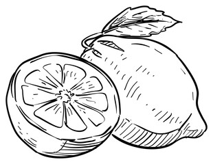 lemon handdrawn illustration