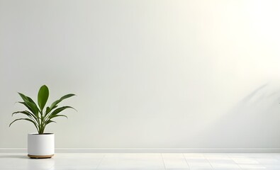 simple white walls and plant