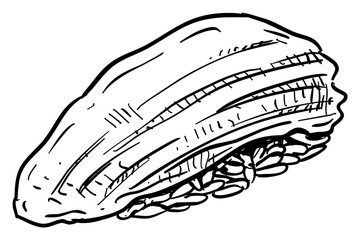 sushi handdrawn illustration
