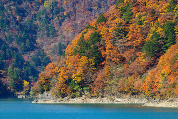 素晴らしい紅葉に染まる奈川渡ダム。
紅葉に染まる梓川沿いの山道を車で登ってゆく。

日本国長野県松本市 - 2021年11月6日。
