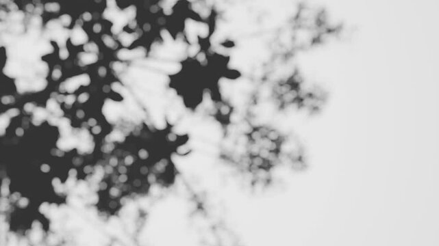 tree branch and leaf shadow animation on white background
