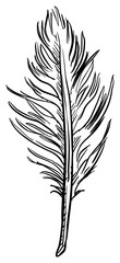 Fototapeta premium feather handdrawn illustration