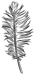 Obraz premium feather handdrawn illustration