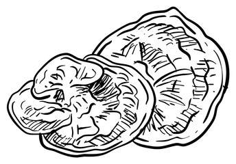 mushroom handdrawn illustration
