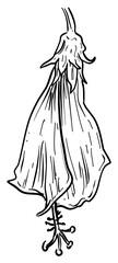 hibiscus flower handdrawn illustration