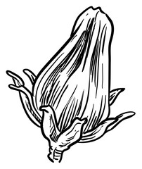 hibiscus flower handdrawn illustration