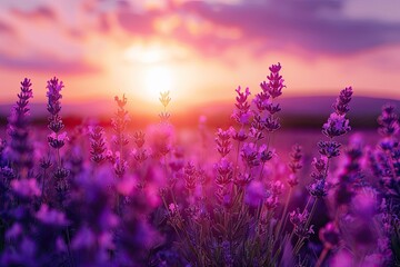 Naklejka premium A field of purple lavender blooms bathed in the warm glow of a summer sunset